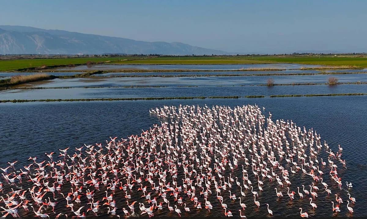 Söke’deki Tarım Arazilerinde Flamingo Ziyareti