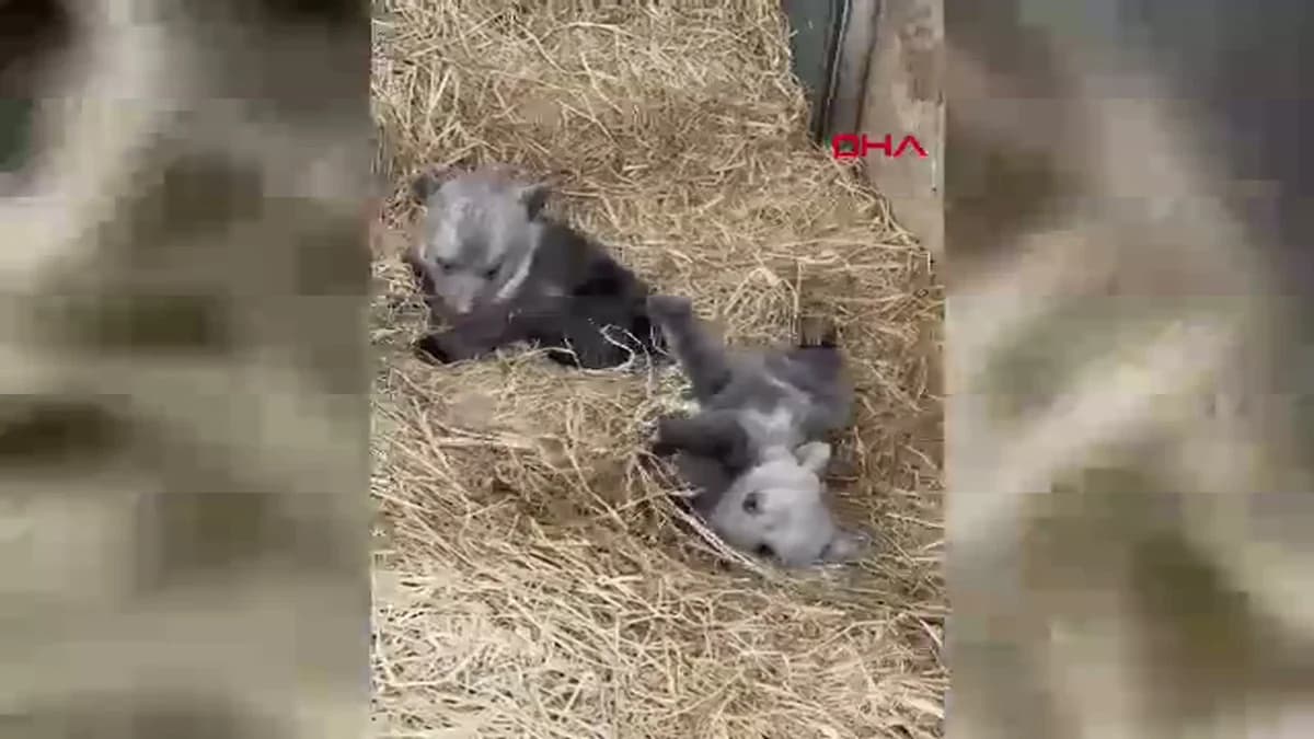 İzmir Doğal Yaşam Parkı’nda Sıra Dışı Dostluk: Annesiz Zebra Yavrusu ‘Gözde’ye Zürafalar Sahip Çıktı!