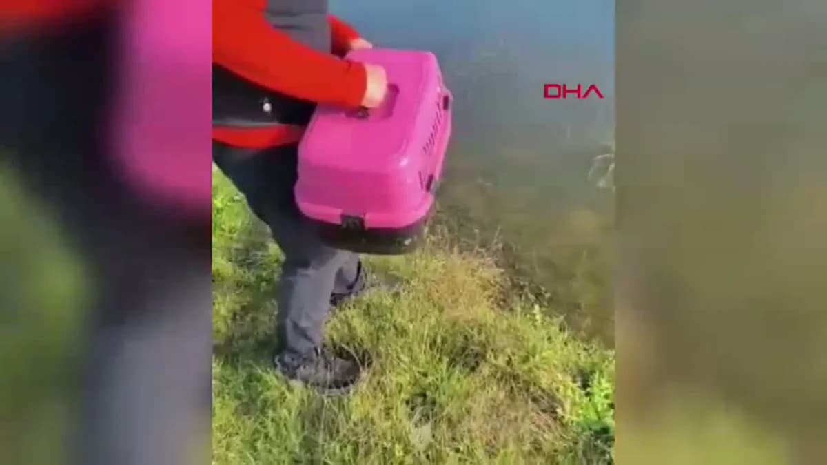 Yaralı Martı ‘Bulut’ Tedavi Edildi ve Doğaya Salındı