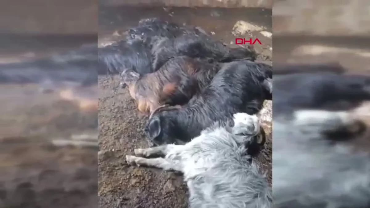 Mersin’de Yıldırım Düşmesi Sonucu 5 Keçi Hayatını Kaybetti