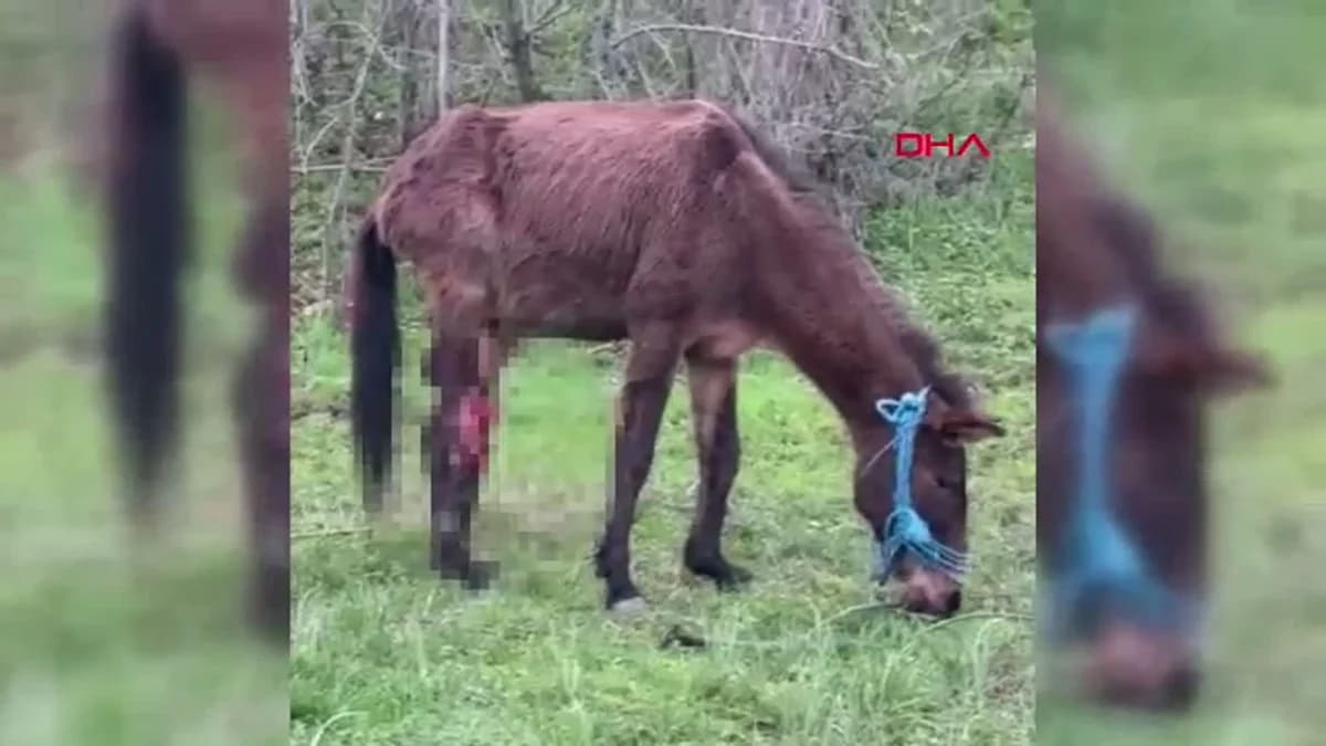 Bursa’da Kırık Ayağıyla Kurtarılan Katırın Yeni Hayatı