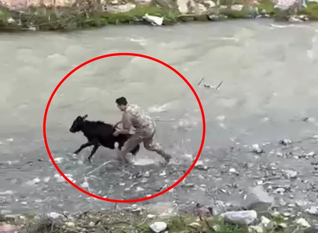 Polis Memurundan İlginç Operasyon: Kaçan Buzağı Yakalandı