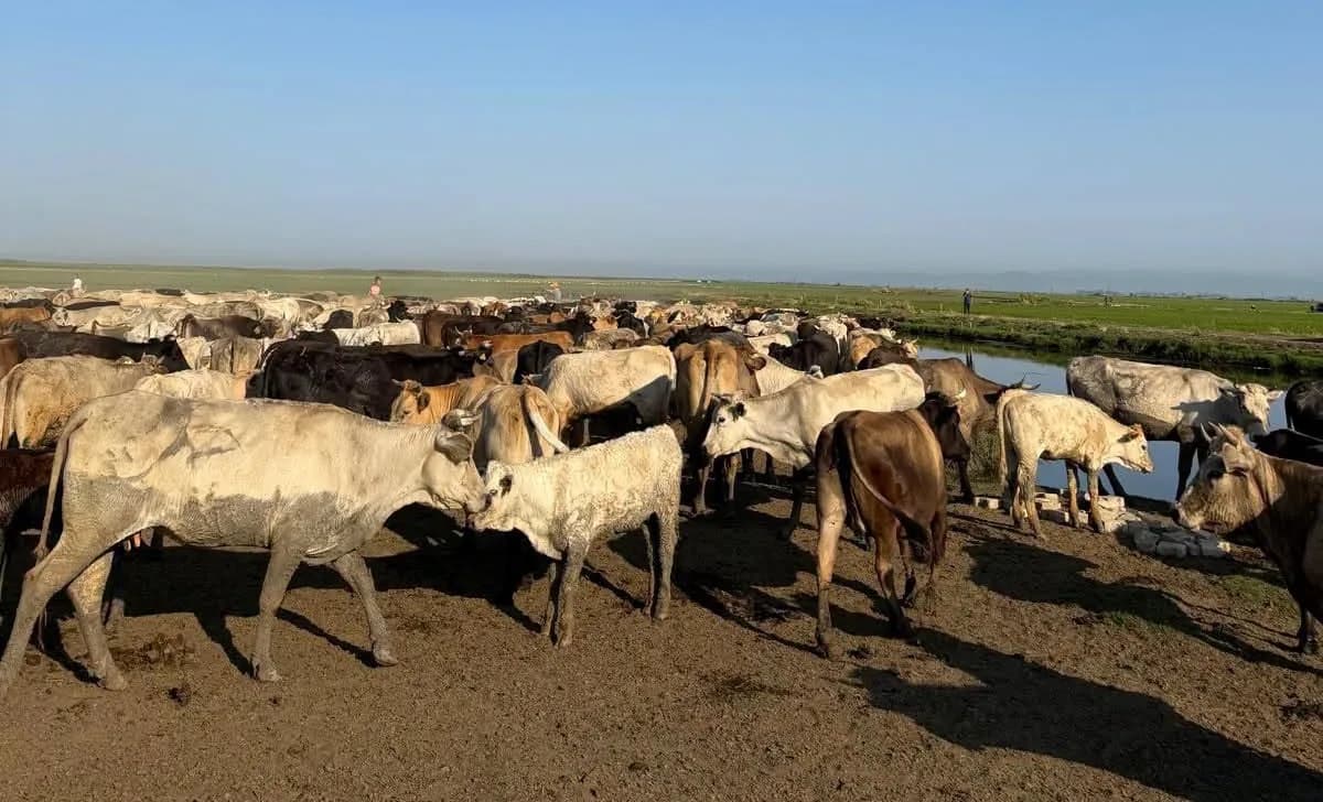 Edirne'de adacıkta mahsur kalan inekler yüzdürülerek kurtarıldı