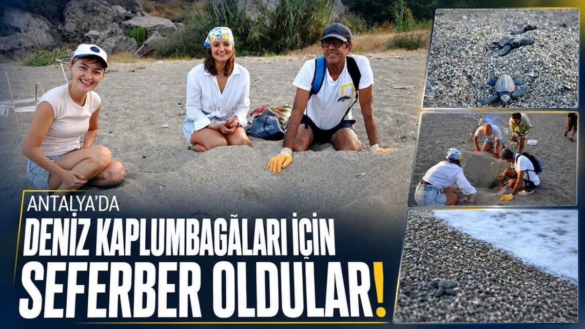 Gazipaşa sahilinde kumun üzerinde oturan gönüllüler ve yeni yuvadan çıkan deniz kaplumbağası yavruları