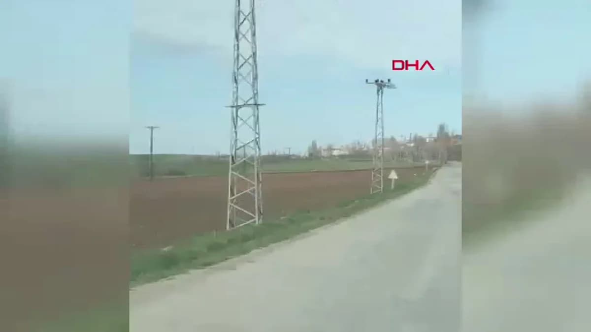 Çorum’da Tarlada Domuz Sürü görüntülendi