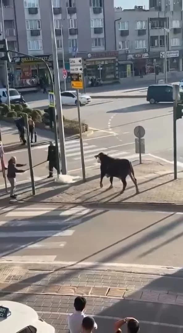 Bursa’da Sürücülere Tüyler Ürperten Boğa Kaçışı