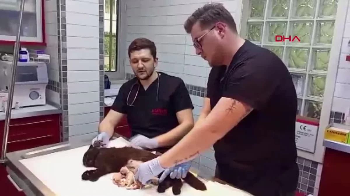 Aydın’da Çift Başlı Yavru ile Doğum Yapan Kedi Sezaryenle Kurtarıldı