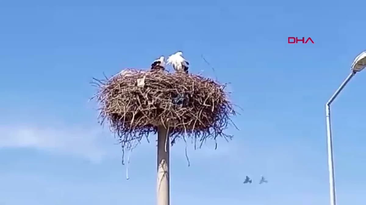 Baharın Müjdecisi Leylekler Aydın’ın Sümer Mahallesi’nde