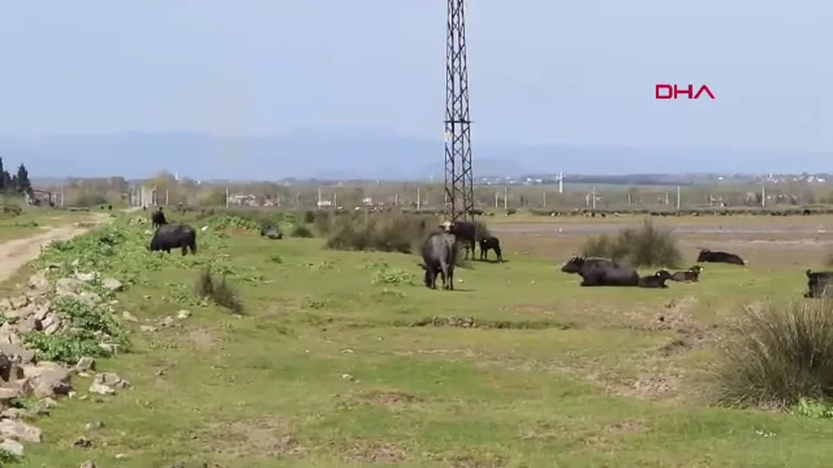 Samsun’da Besiciler Yaban Hayvanı Tehdidi Altında: Mandalara Yönelik Saldırılara Acil Çözüm Bekleniyor