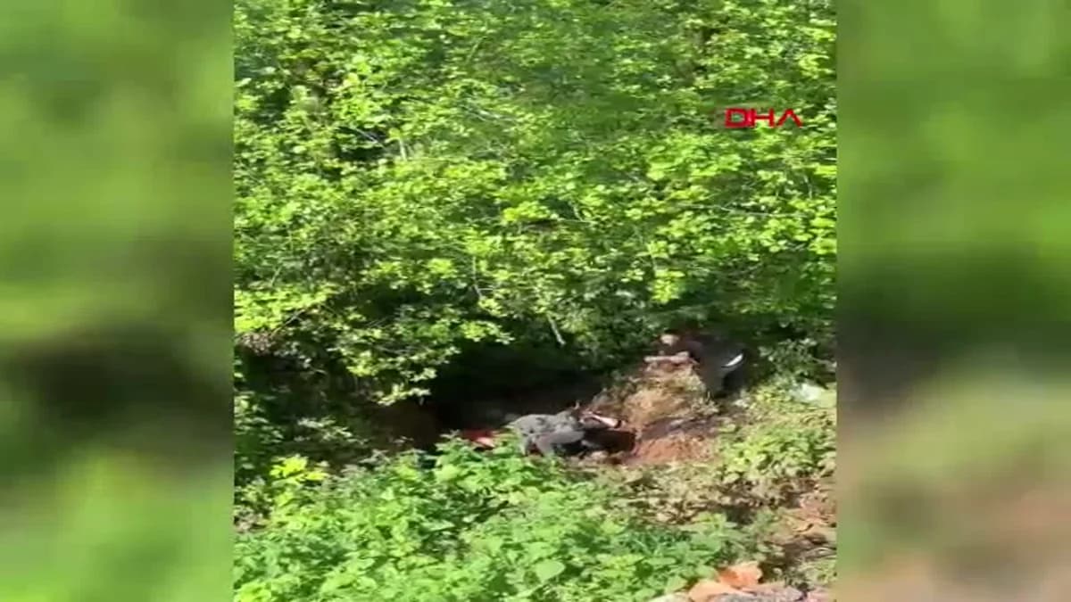 Rize’de Kurbanlık İnek Dere Yatağında Mahsur Kaldı: Vinçle Nefes Kesen Kurtarma Operasyonu