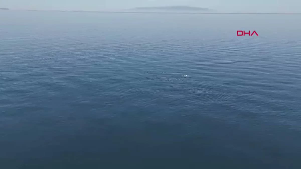 Tekirdağ Açıklarında Büyüleyici An: Yunus Sürüsü Dronla Kaydedildi