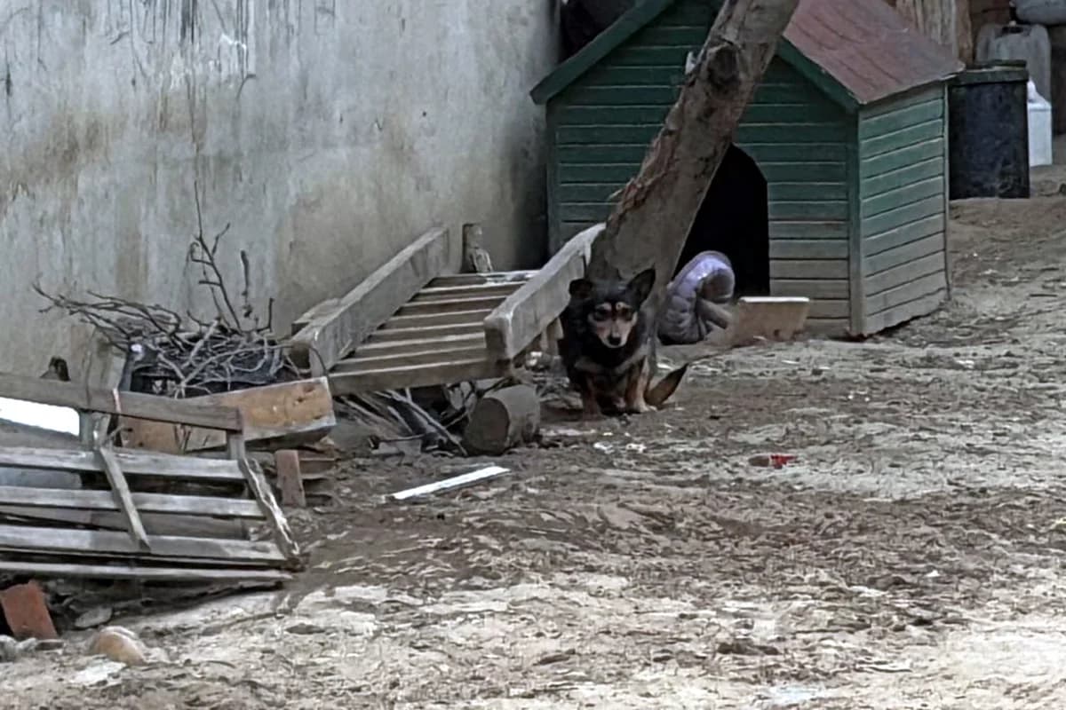 Pitbull Saldırısı: ‘Reis’ İsimli Köpek Ağır Yaralandı