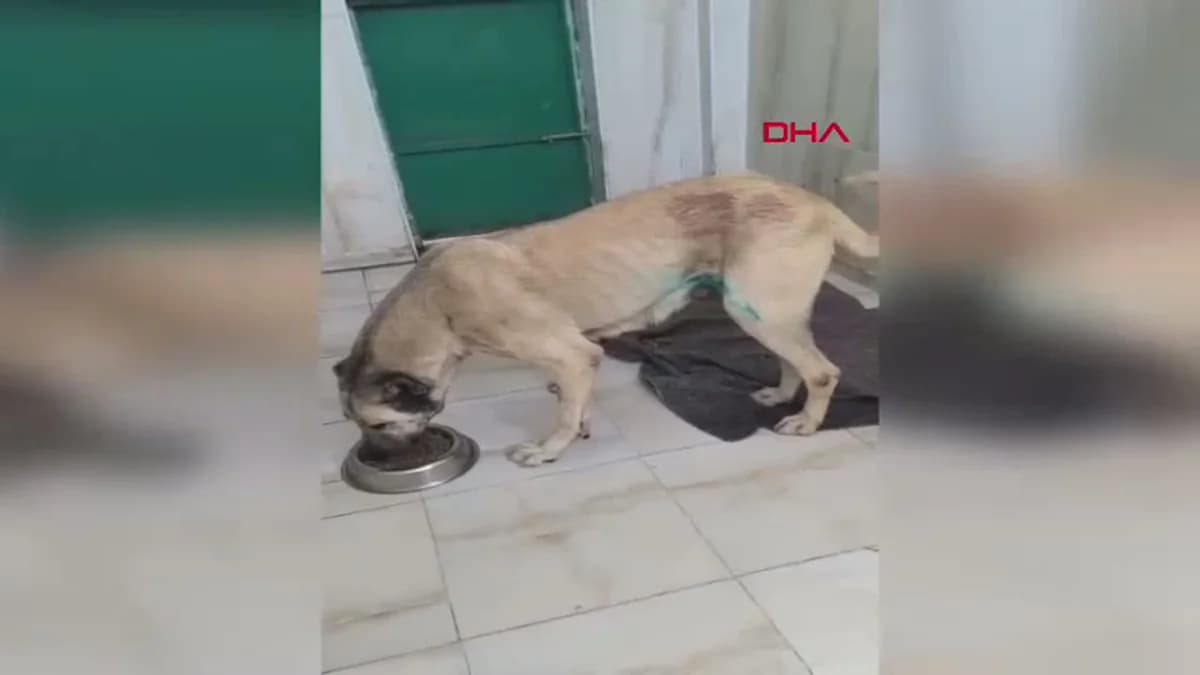 Mardin’de Mucizevi Operasyon: Köpeğin Karnından 1 Kiloluk Tümör Çıkarıldı