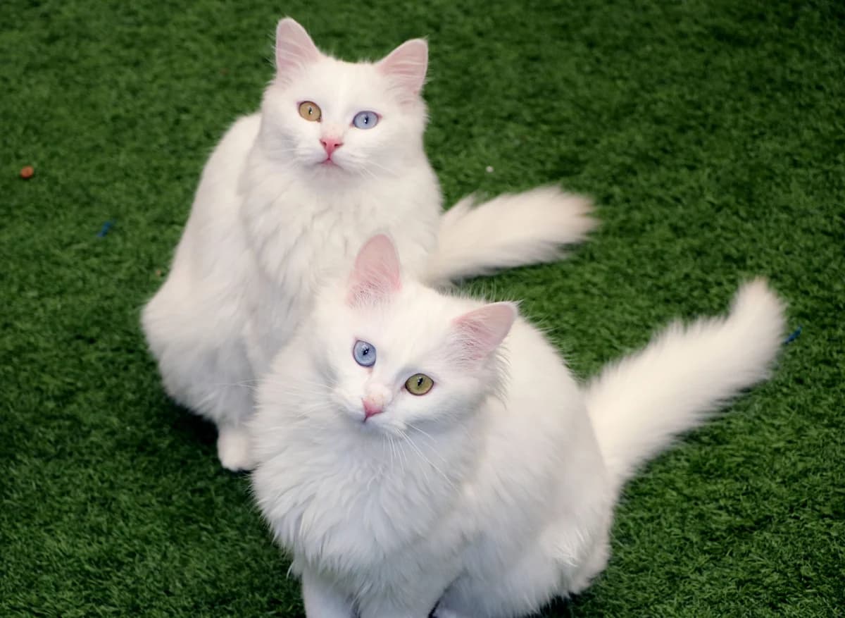 Van Kedi Villası’nda Yeni Yavru Hazırlıkları Devam Ediyor