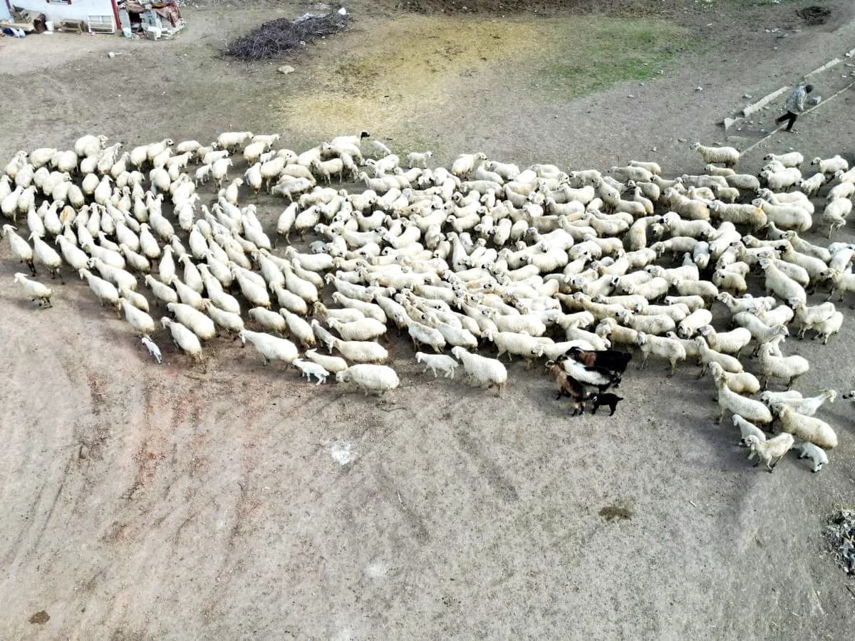 Kayseri’de 200 Kuzu Annesiyle Buluştu: Dron Gözüyle Görüntülenen Anlar