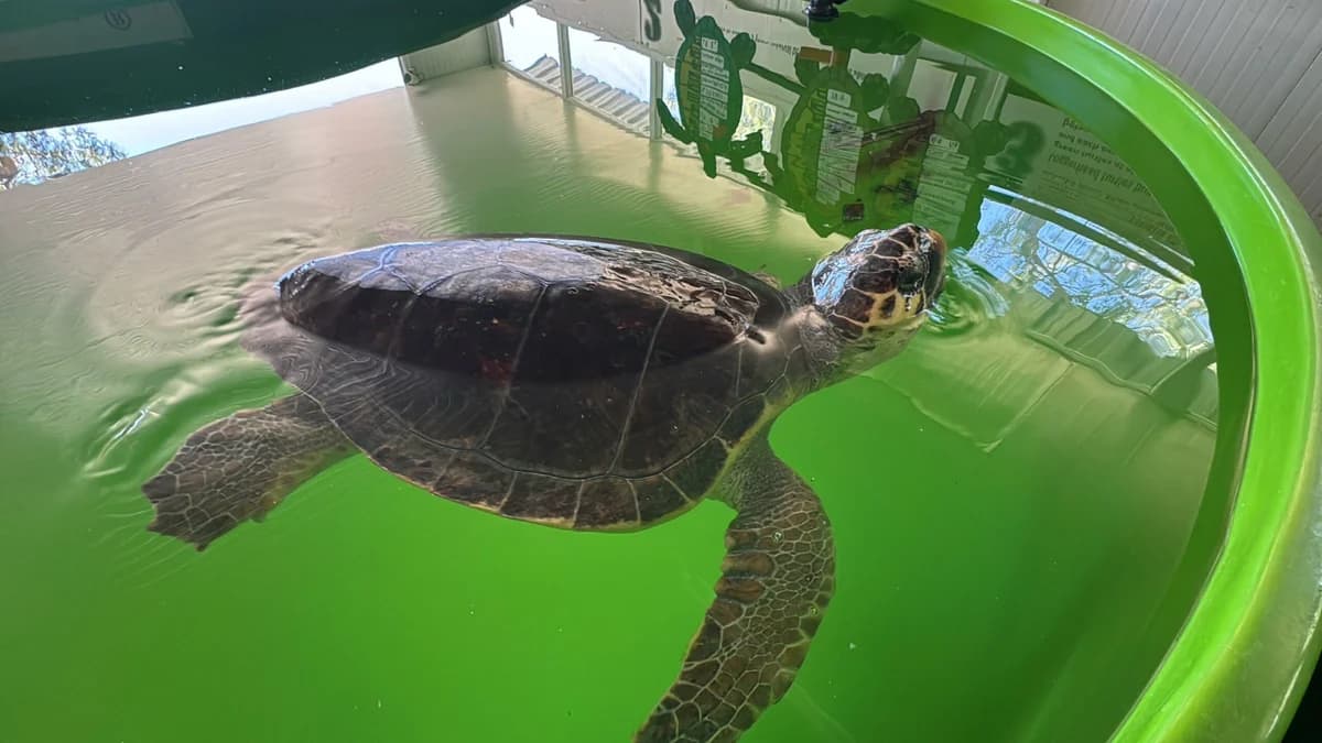Tatilciler Dikkat! Caretta Carettaları Koruyalım, Onları Beslemeyelim