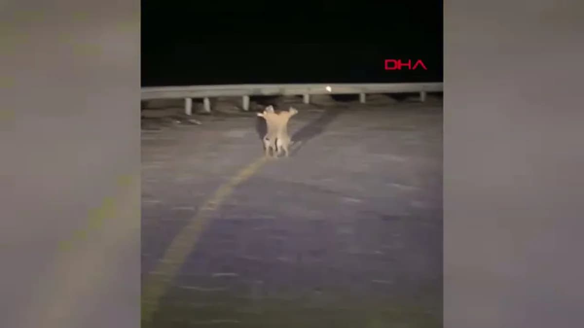 Çanakkale’de Tavşanların Sıra Dışı Kavgası Görüntülendi
