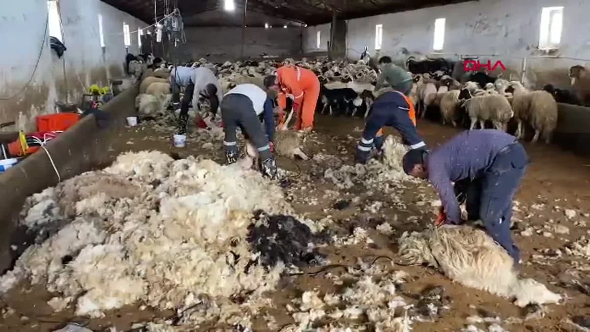 Kars’ta Koyun Kırkım Sezonu Coşkuyla Başladı