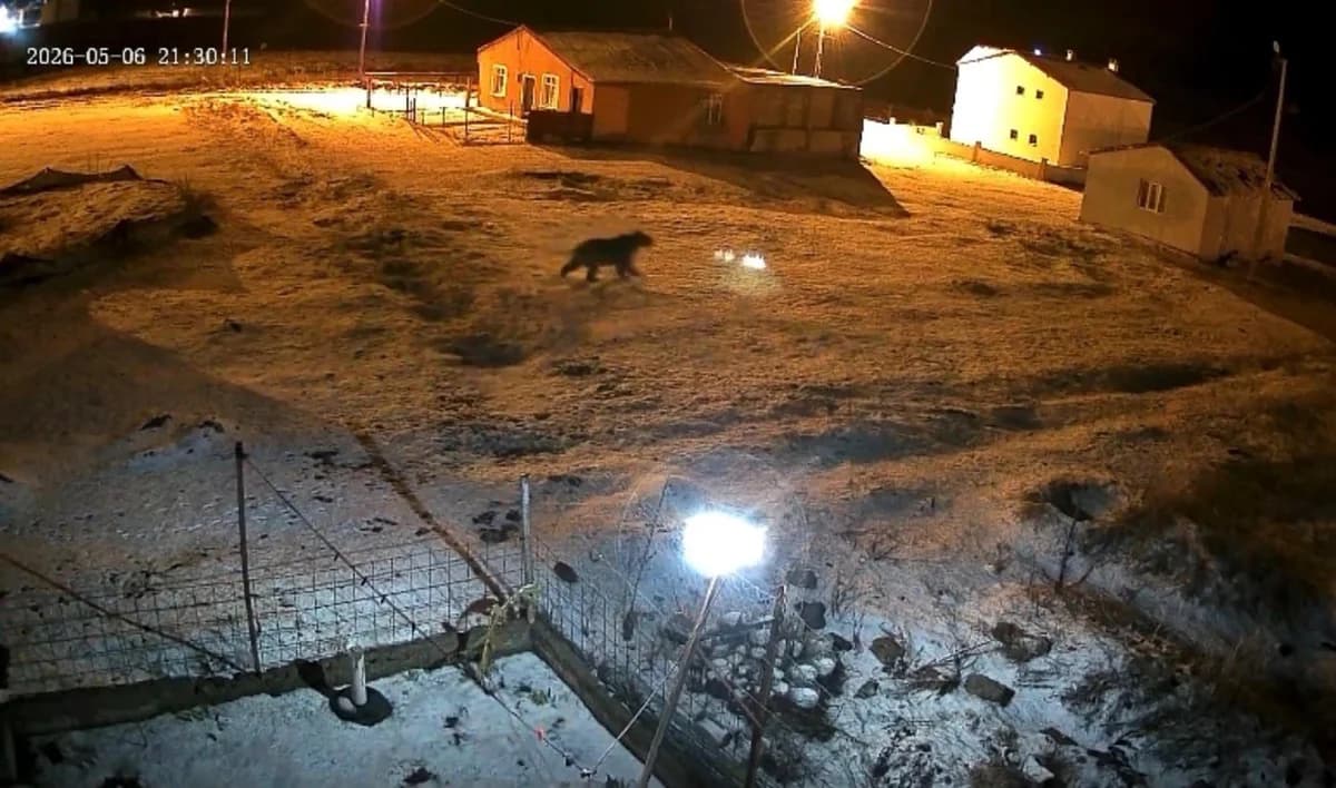 Ardahan’da Şaşkınlık Yaratan Karşılaşma: Bozayı Bahçede, Tilki Çöpte!