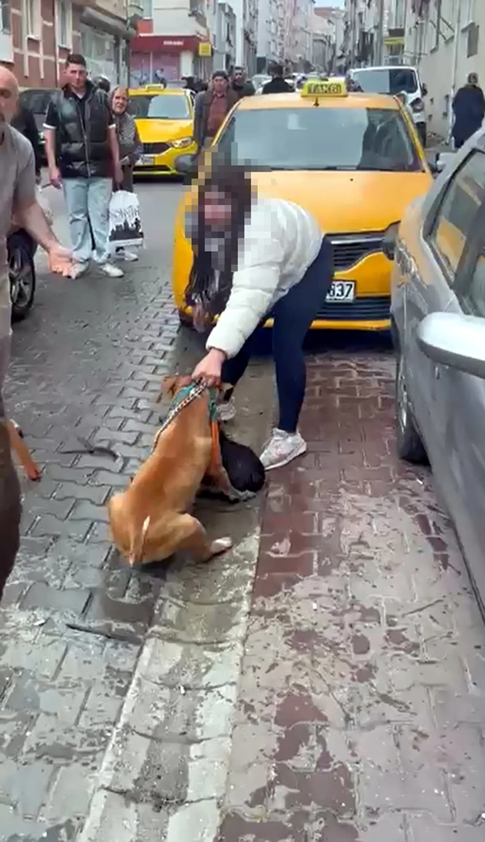 Çorlu’da Pitbull Saldırısı: Köpeğe El Konuldu, Sahibine Ağır Ceza