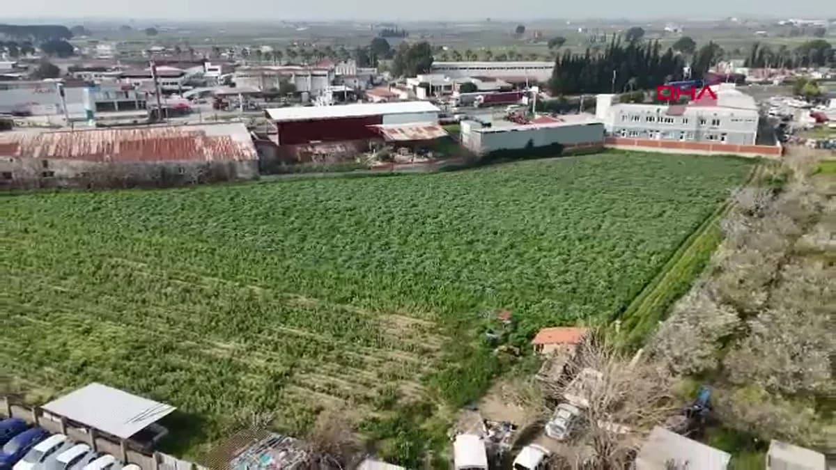 İzmir Menemen’de Enginar Hasadı Sezonu Başladı