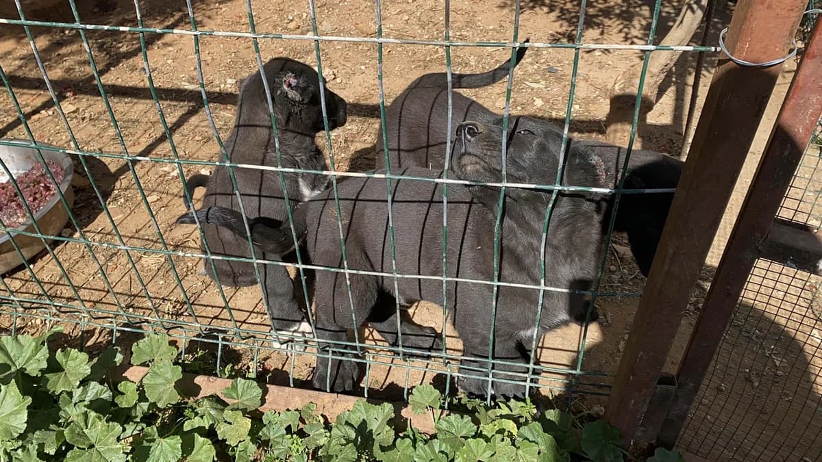 Antalya’da Yavru Köpeklerin Kulak Kesimi ve Yüksek Fiyatla Satışı İddiası