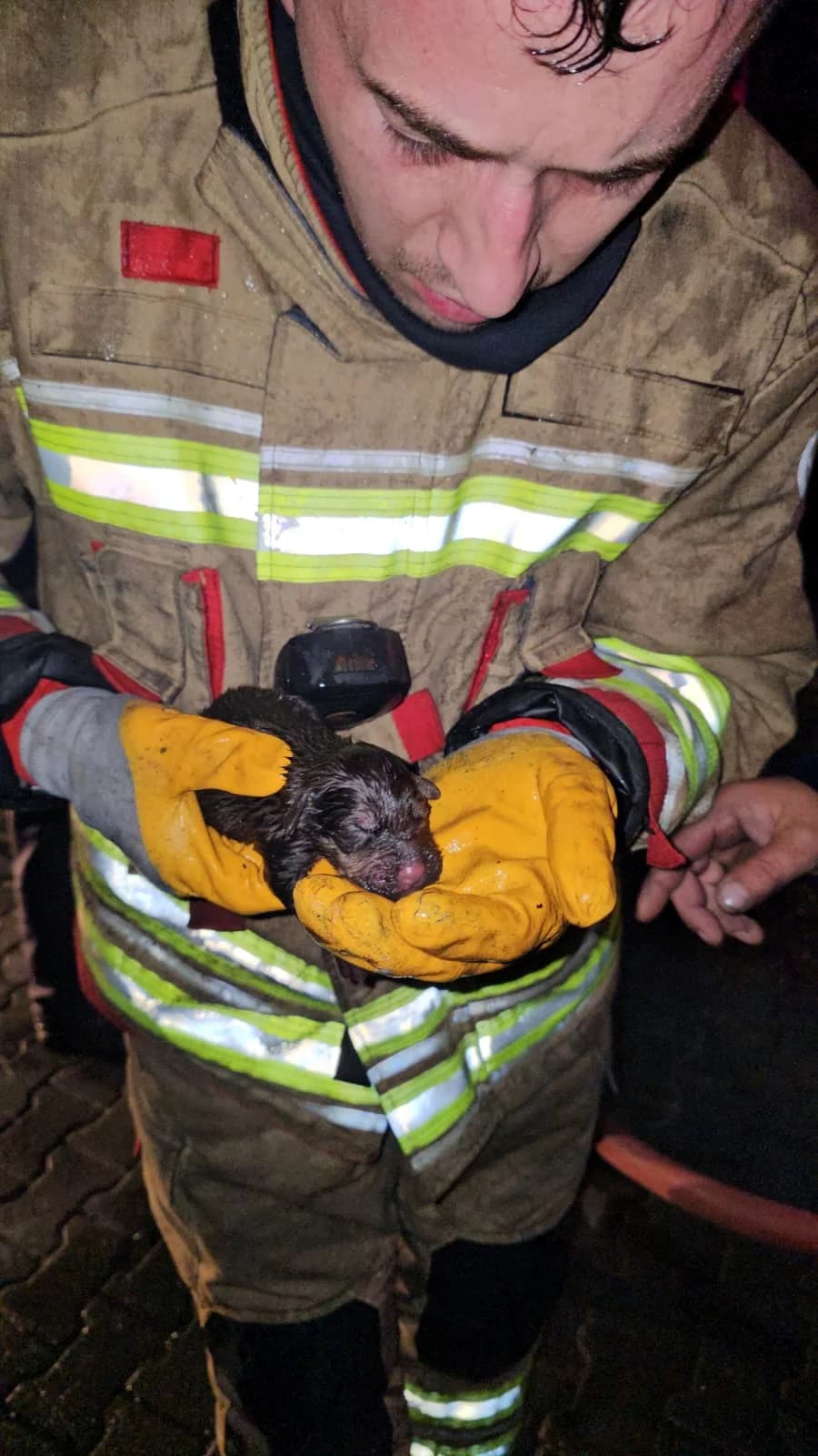Edirne’de Yangın Faciası: İtfaiye Yavru Köpekleri Kurtarmak İçin Seferber Oldu
