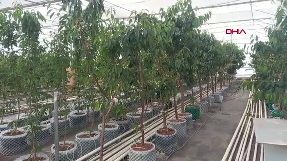 Afyonkarahisar’da Jeotermal Serada İlk Kiraz Hasadı Gerçekleşti
