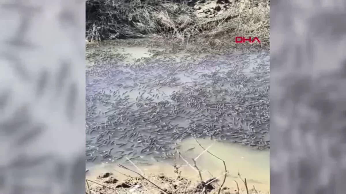 Diyarbakır’da Mahsur Kalan Balıklar Dicle Nehri’ne Kurtarıldı