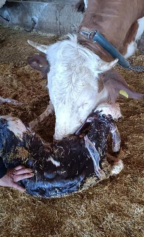 Kayseri’de Yeni Doğan Buzağı ile Annesinin Duygu Dolu Kavuşması