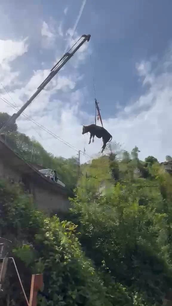 Rize’de Nefes Kesen Kurtarma: Dere Yatağına Düşen Kurbanlık İnek Vinçle Yükseltildi