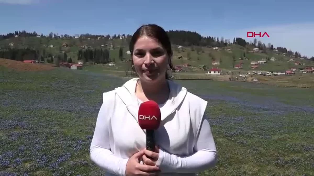 Trabzon’da ‘Mavi Yıldız’lar Kadıralak Yaylası’nı Mor Rengiyle Büyülüyor