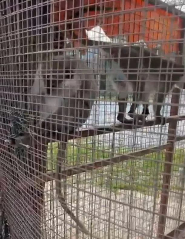 Denizli’de Ele Geçirilen 3 Örümcek Maymunu Koruma Altında