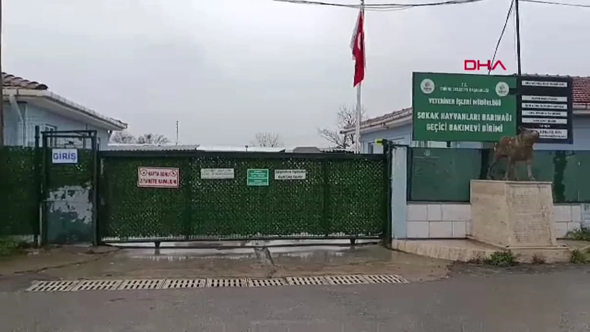 Edirne’de Köpek Kurtarma Operasyonu: 88 Can Dostu Yeni Bir Hayata Başlıyor