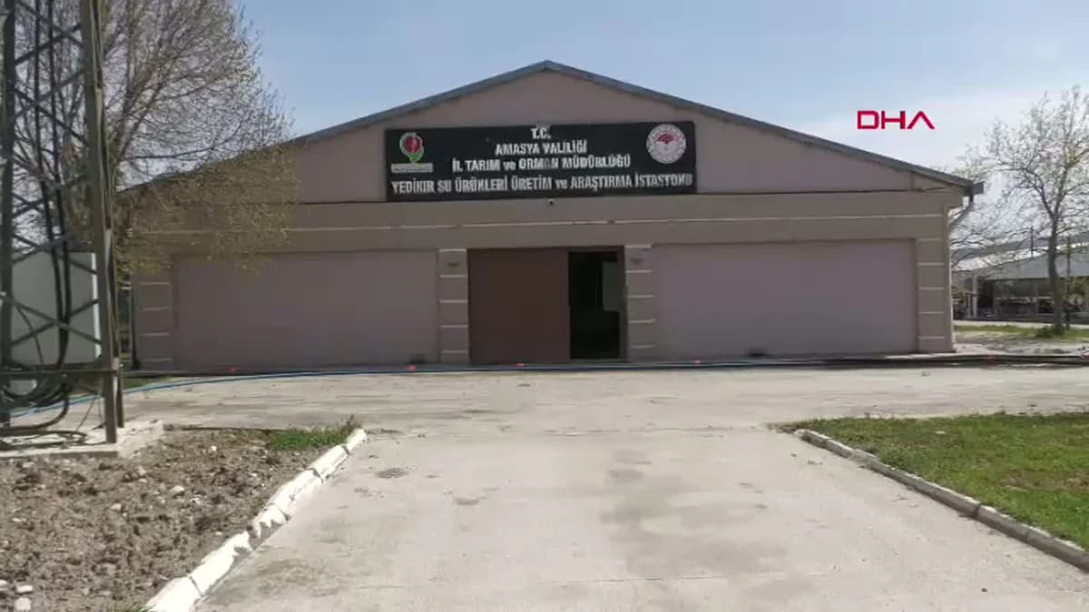 Karadeniz’e 8 Bin Cipli Mersin Balığı Salınacak