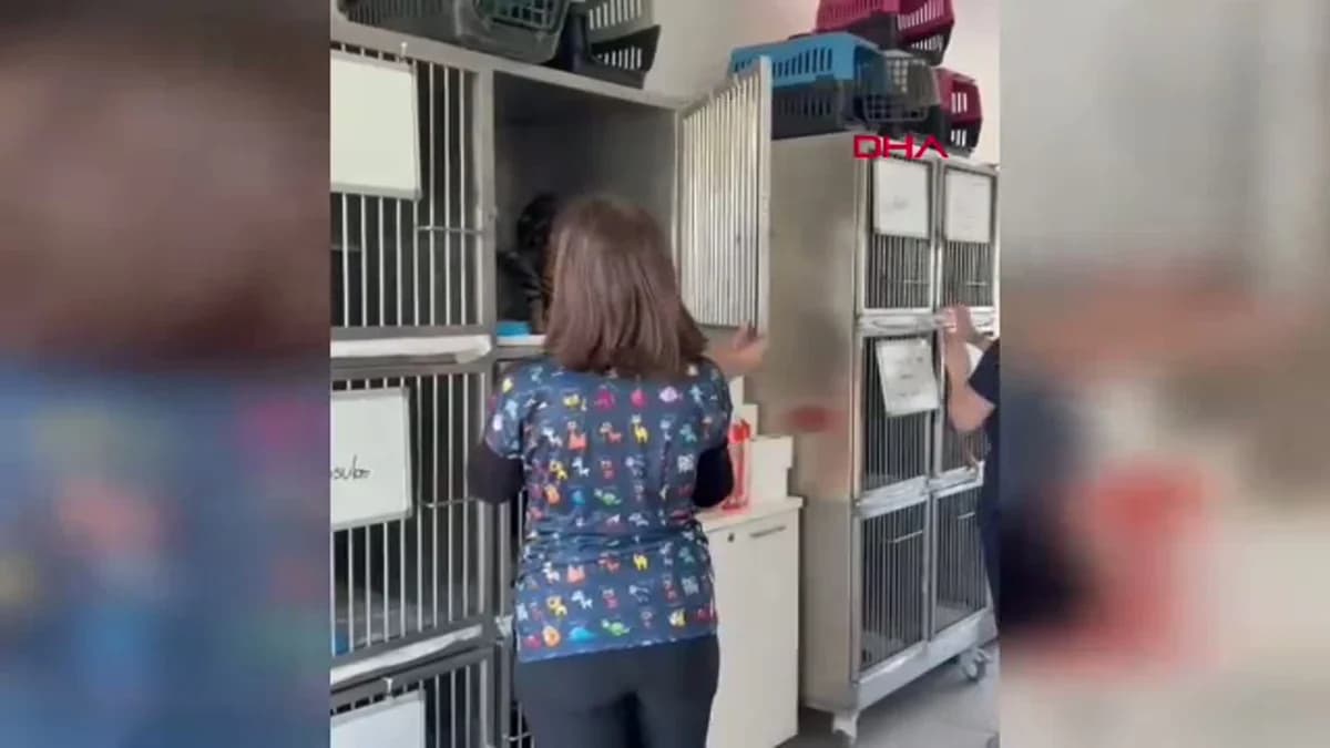 Edirne’de Engelli Kediler Yeni Evlerine Kavuştu