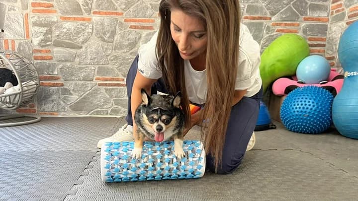 Görme Engelli Obez Köpek Mia, Pilates ve Yüzmeyle Sağlığına Kavuşuyor