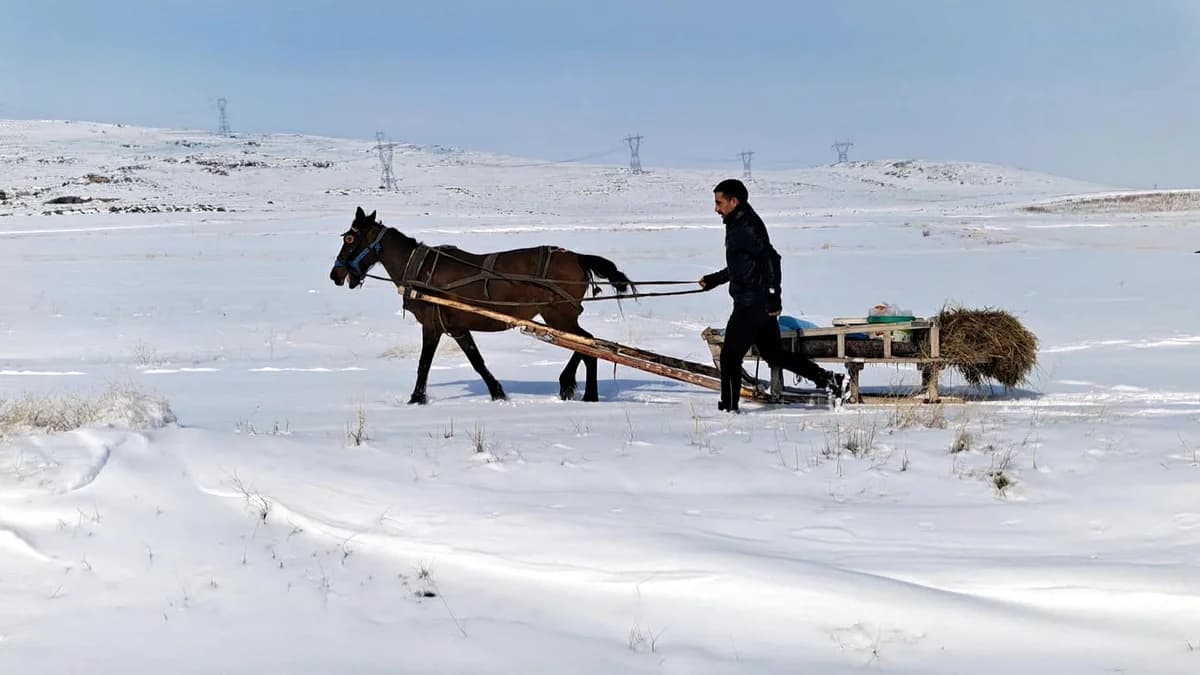 Erzurum’da Yaban Hayvanları İçin Atlı Kızakla Yem Taşındı