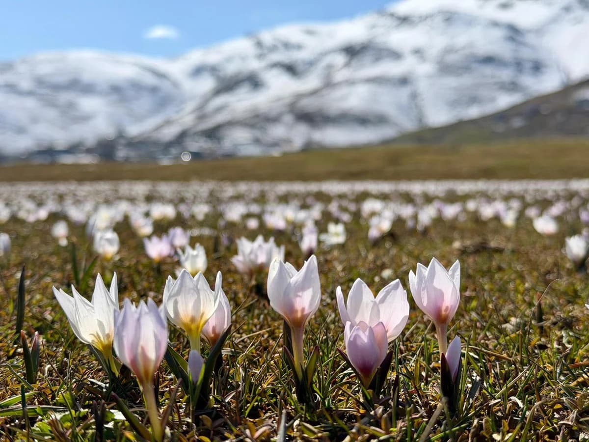 Muş Ovası, Renk Cümbüşüyle Bahara Merhaba Dedi
