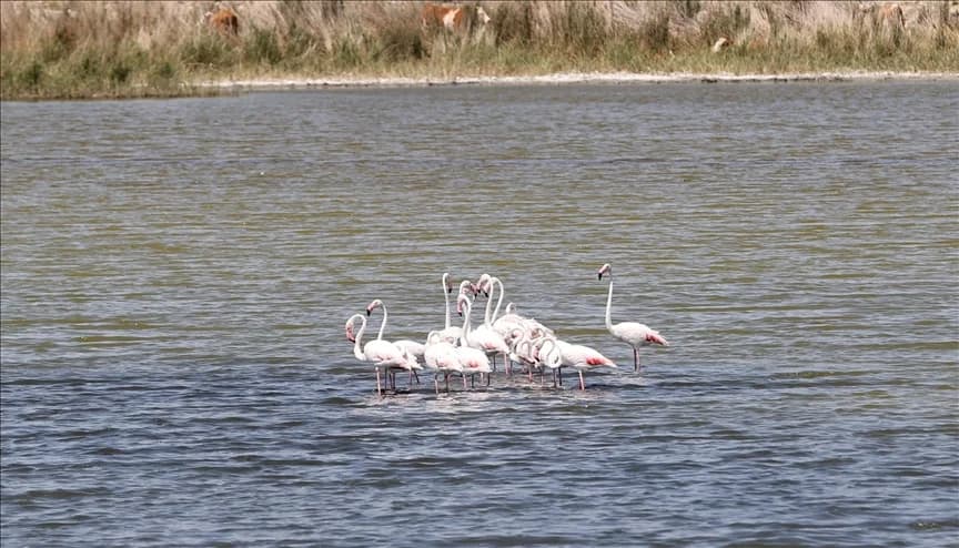 Flamingo ve anguta ev sahipliği yapan Ulaş Gölü turizme kazandırılıyor