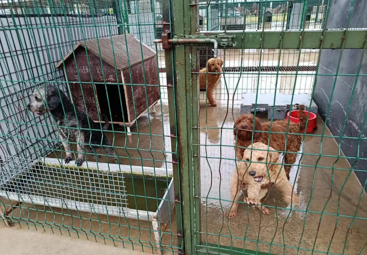 Edirne’de Yasal Olmayan Köpek Üretimine Müdahale: 88 Köpek Kurtarıldı