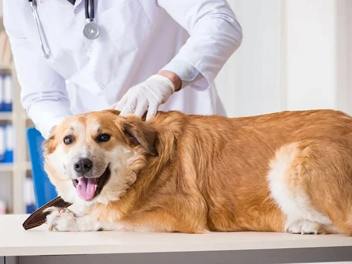 Köpeklerde Parazitler: Korunma ve Tedavi Yöntemleri