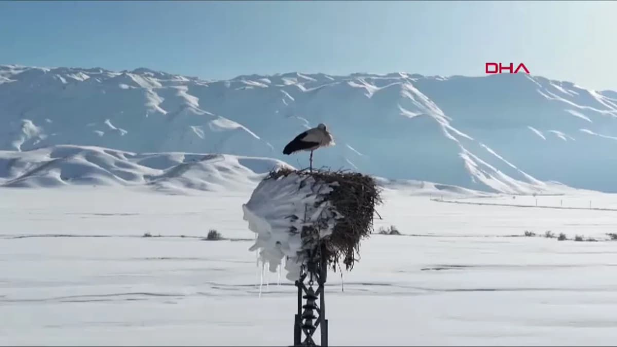 Karla Kaplı Ovada Leylek Nostaljisi