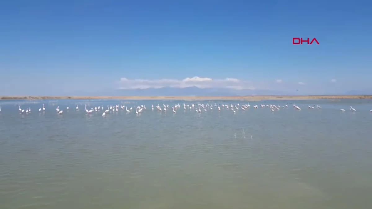 Kayseri’de Flamingoların Büyüleyici Görsel Şöleni Dron ile Kaydedildi