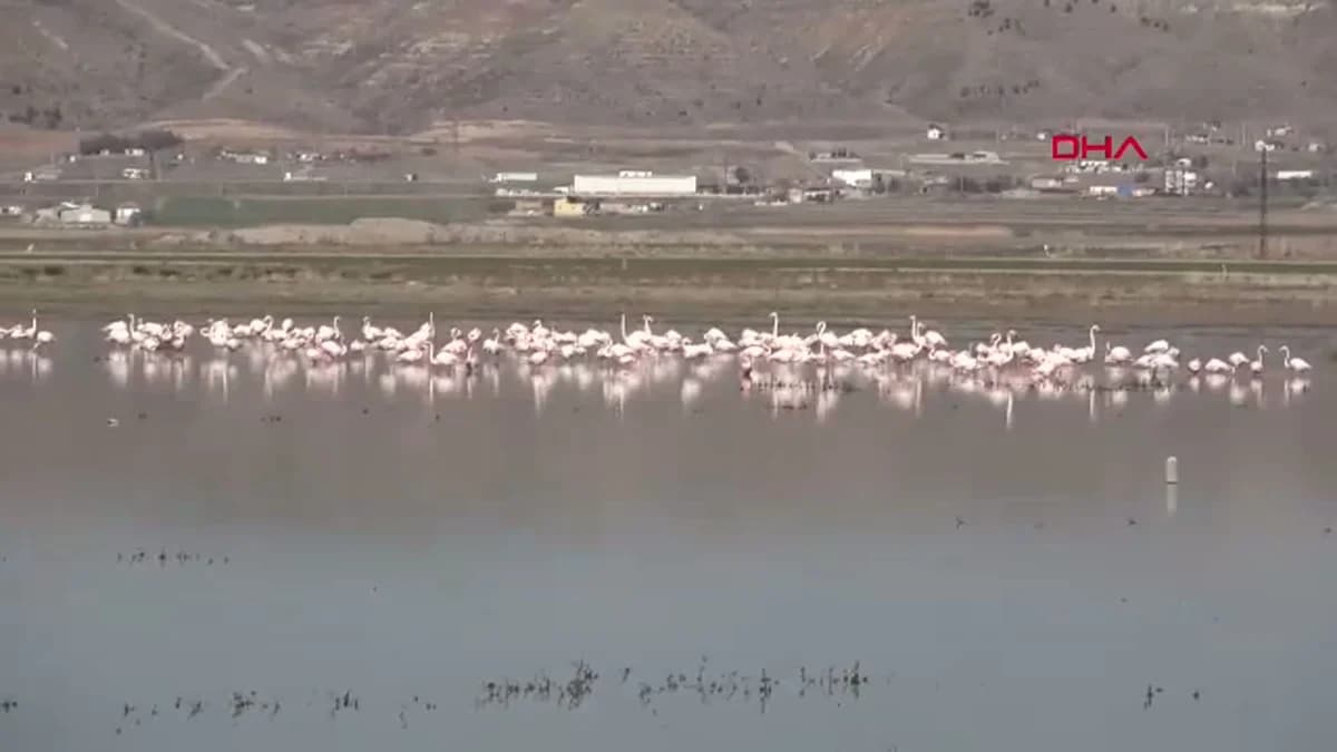 Aksaray’da Tuz Gölü’ne Flamingo Göçü Başladı