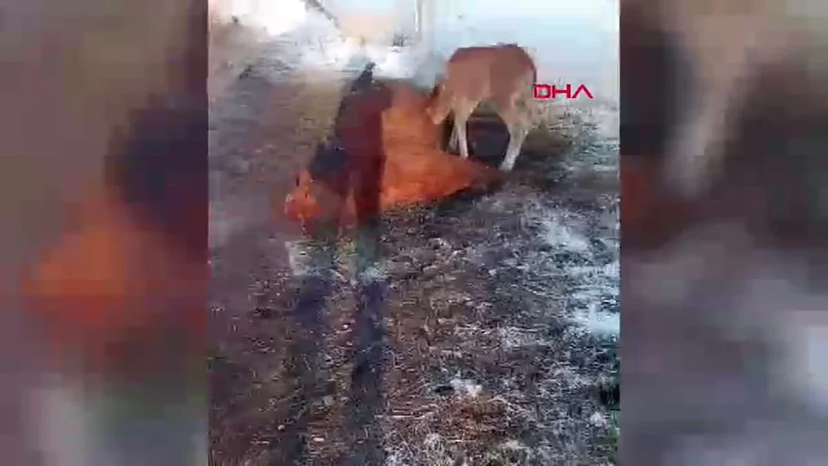 Ardahan’da Duygusal Anlar: Tay, Ölen Annesinin Başından Ayrılmadı