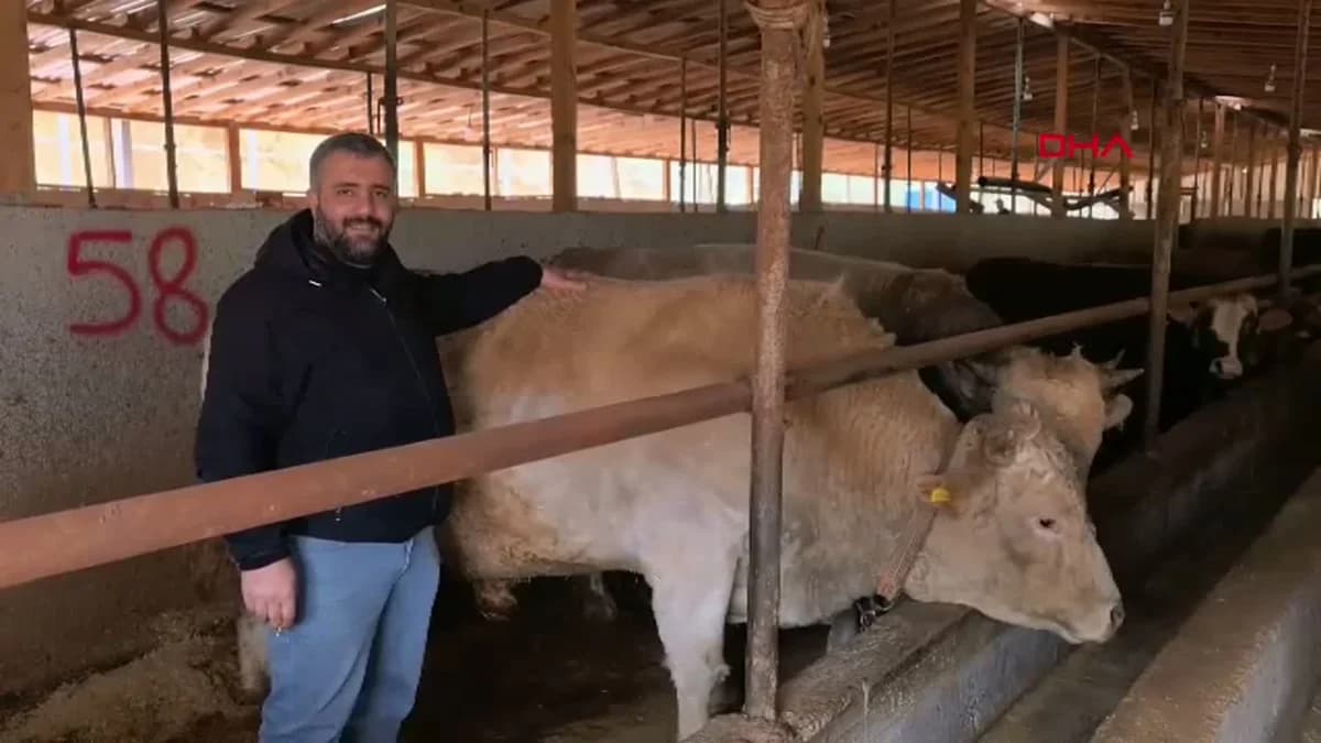 Bursa’da 1,1 Tonluk Kurbanlık Boğa ‘Paşa’ 500 Bin TL’ye Satışta