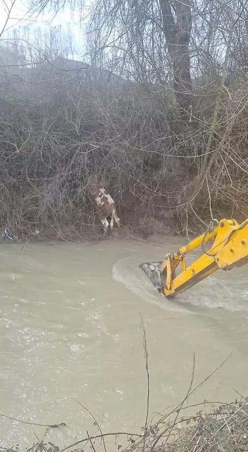 Mudurnu’da Dereye Düşen Buzağı, Köylülerin Yardımıyla Kurtarıldı