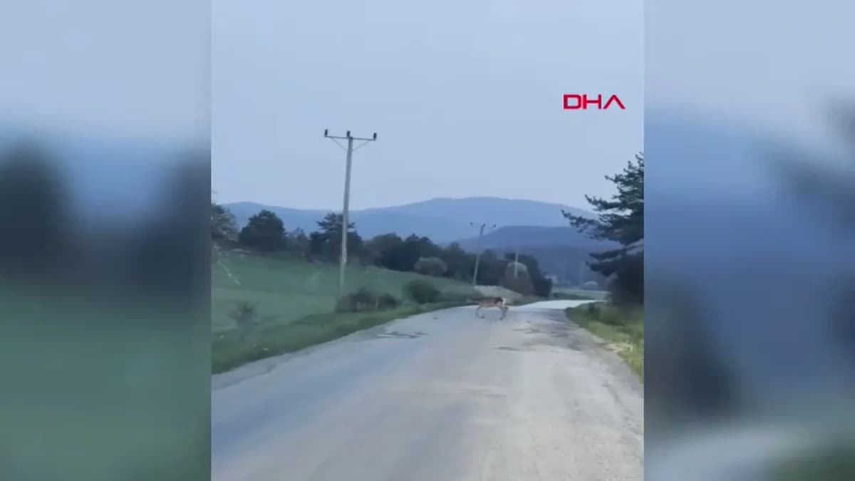 Bolu’da Doğanın Büyüleyici Anları: Karacalar Yolda Görüntülendi