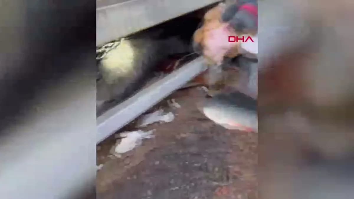 Balıkesir’de Mahsur Kalan Yavru Köpek İtfaiye Ekiplerince Kurtarıldı